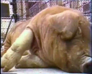 Animal Music Video 🐾