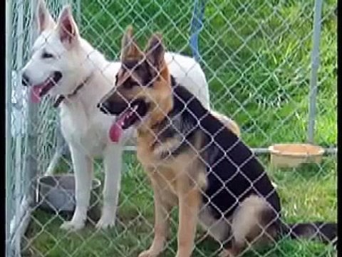 Royalair German Shepherds Large old-fashioned German S,hepherds