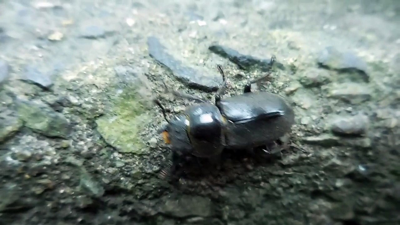 クワガタのメスさん、初お目見え！20150506 ニコンクールピクス6900,stag beetle. femaleshe,nikon coolpix6900