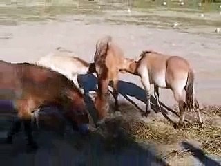 Toronto Zoo Przewalski's Horse