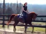Larc of Triumph, Arabian gelding under saddle