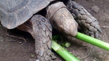 Asian forest tortoise (Manouria emys) feed