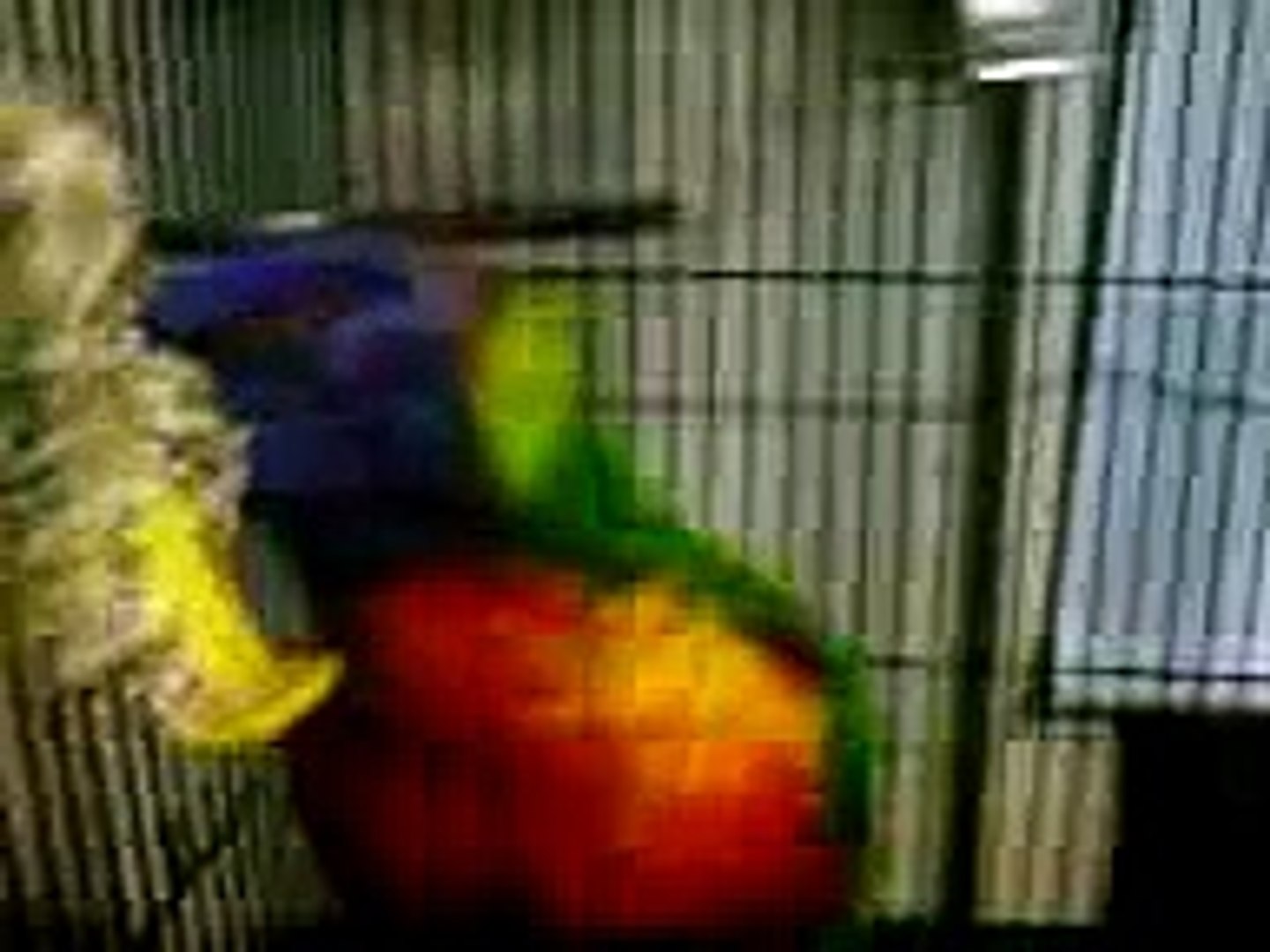 ⁣Sneezing Parrot