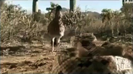 Animal Attack in Snak