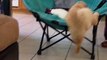 Molly (Golden Retriever Puppy) climbing chair