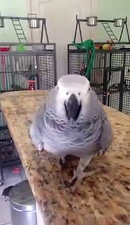 Perroquet gris du Gabon qui discute tout seul et se promène