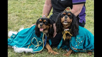 2014 RSPCA Million Paws Walk
