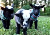 Newborn Goat Triplets Are Cozy in Their Sweaters