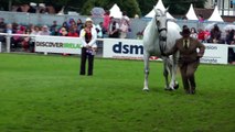 Dublin Horse Show RID 5 year and Over Mare Class RDS 2012