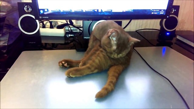 Самая смешная подборка приколов с животными Январь 2015 [CCП]#1