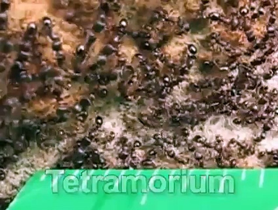 Ant Fight! (v. 2.0)