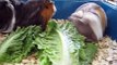 Guinea Pigs Eating Lettuce