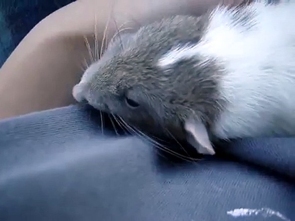 My pet rat bruxing and boggling
