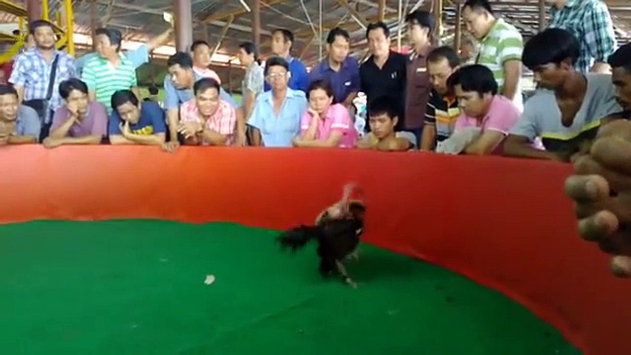 ไก่เก่งเจ้าหยกขาว ตระกูลไอ้รถถัง ไฟต์ที่ 5 ยกที่3
