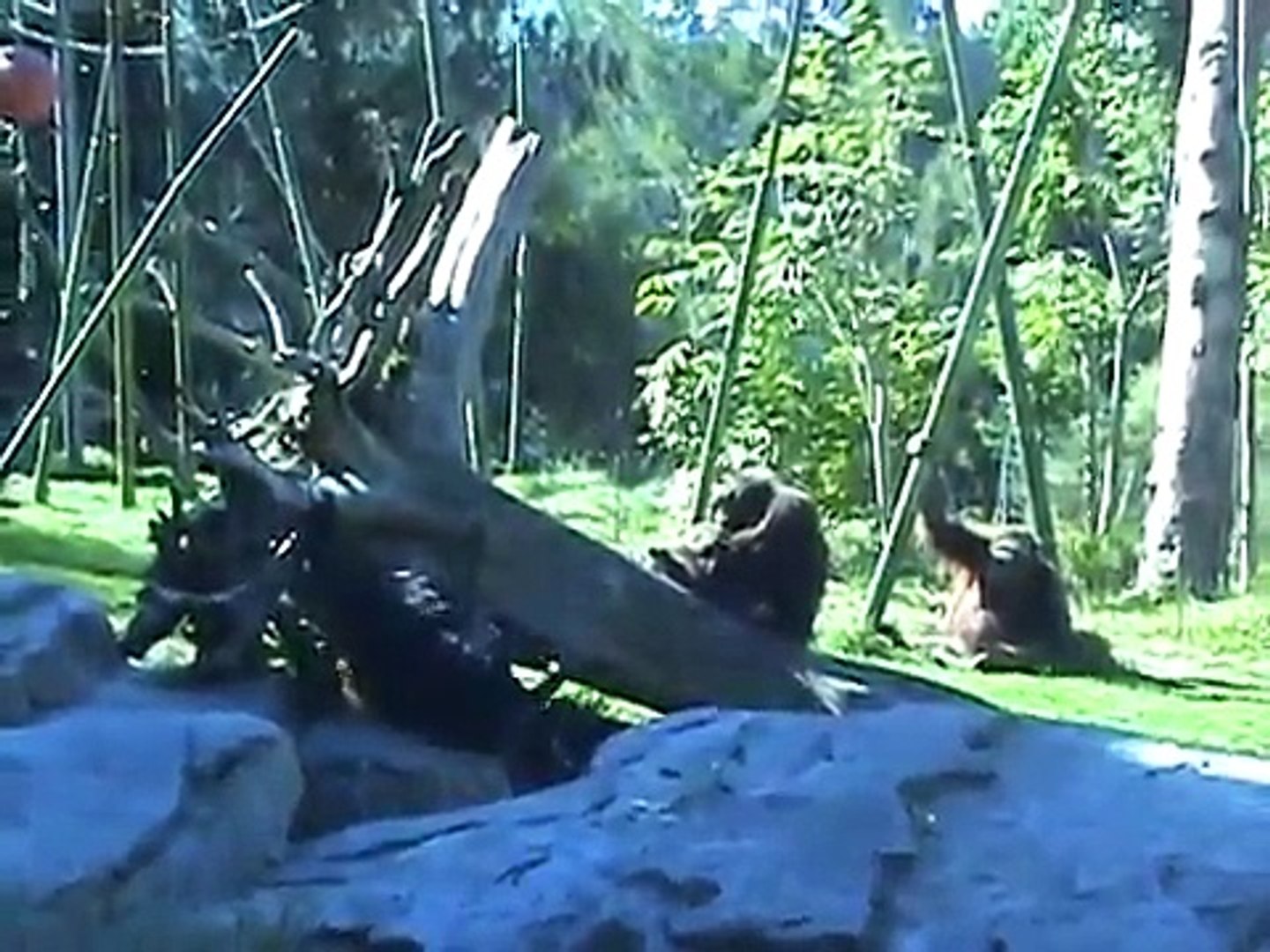 Orangutans at the San Diego Zoo