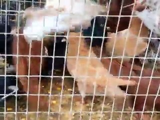 Николаев  выставка голубей 10. 11. 2013 часть 4