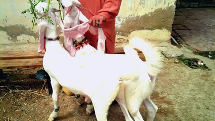 €Zain cattle farm€