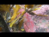 Red Rock Crabs, Humboldt