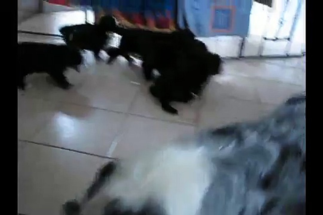 Portée Miss x Blackfoot 6 semaines