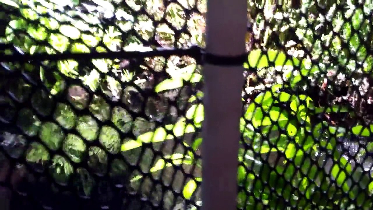 Newport Aquarium: Behind the Tanks!