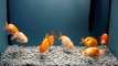 Japanese Ranchu Goldfish Collection! Live Fish!