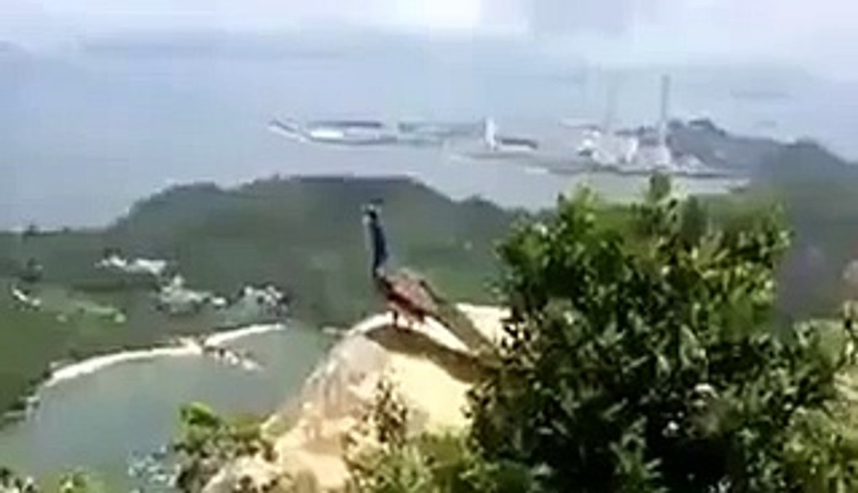 孔雀飛翔@南丫島 (Flying Peacock in Lamma Island)