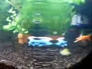 Habbi, the alien goldfish