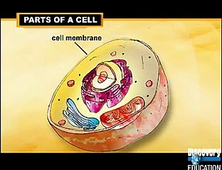 Characteristics of Cells