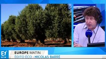 Maladie de l'olivier, que fait l'Europe ?