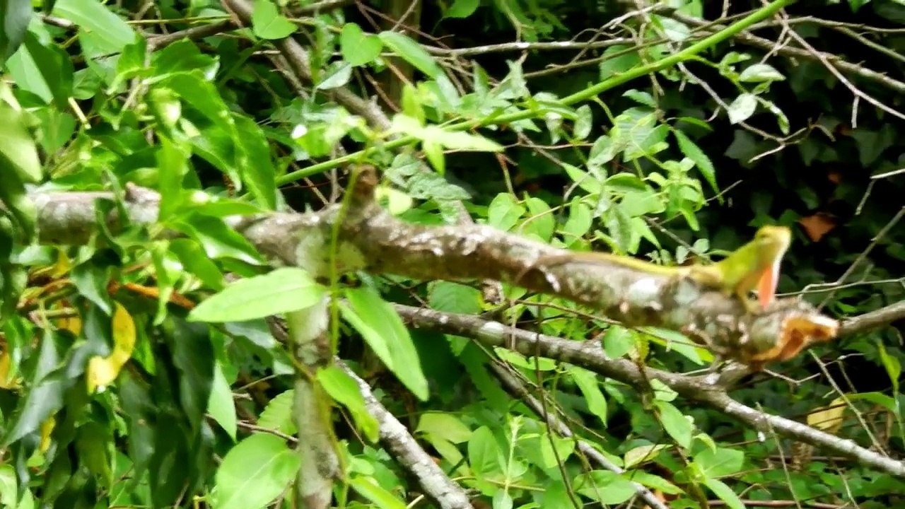 Lizard changing colors
