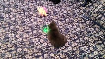 Gandalf kitten loves laser pointer!