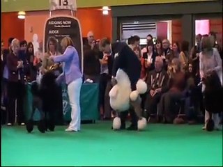 Standard Poodles at Crufts 2009