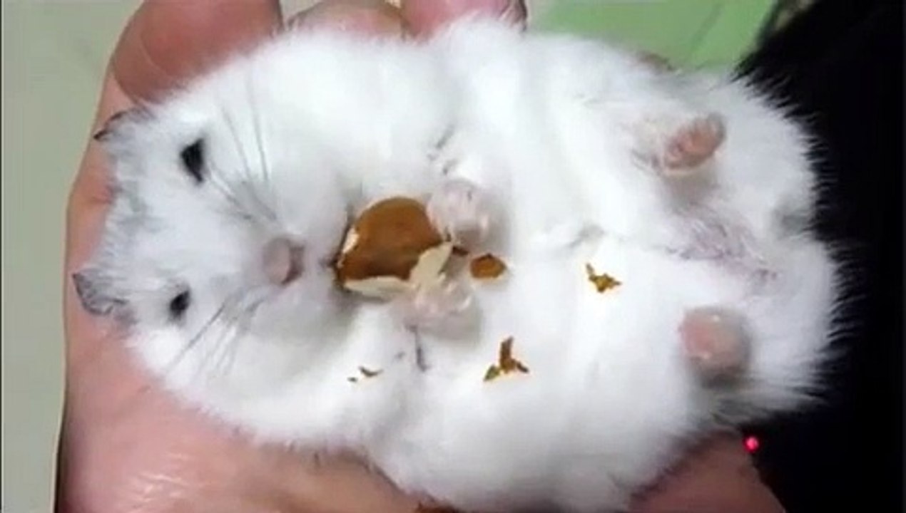 Cotton Ball Hamster