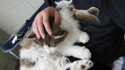 Tom Tom the Absolute Lover - Adopted!