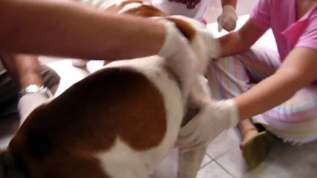 Video of how to artificially inseminate an English bulldog