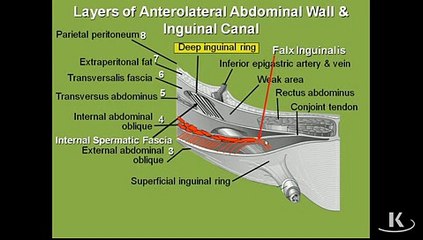Gross Anatomy Muscle Fascia