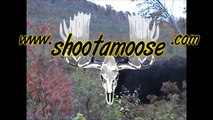 Northern NH Guide Services 2009 State Record Bull Moose Hunt