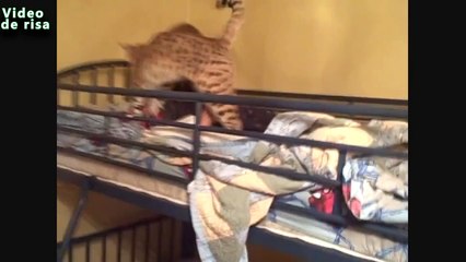 Gatos divertidos Su Compilación Propietarios 2014 despertador Up