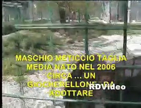 RDVideo - TOLOMEO - cane da adottare - Canile Il Rifugio Prato 13-04-09