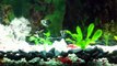 Angelfish Guppies Cichlids German Rams Pictus Catfish Gold Chinese Algae-eaters 120 Gallon Fish Tank
