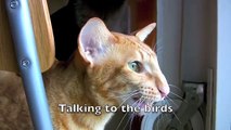 Oriental Siamese Cats - Talking to the birds