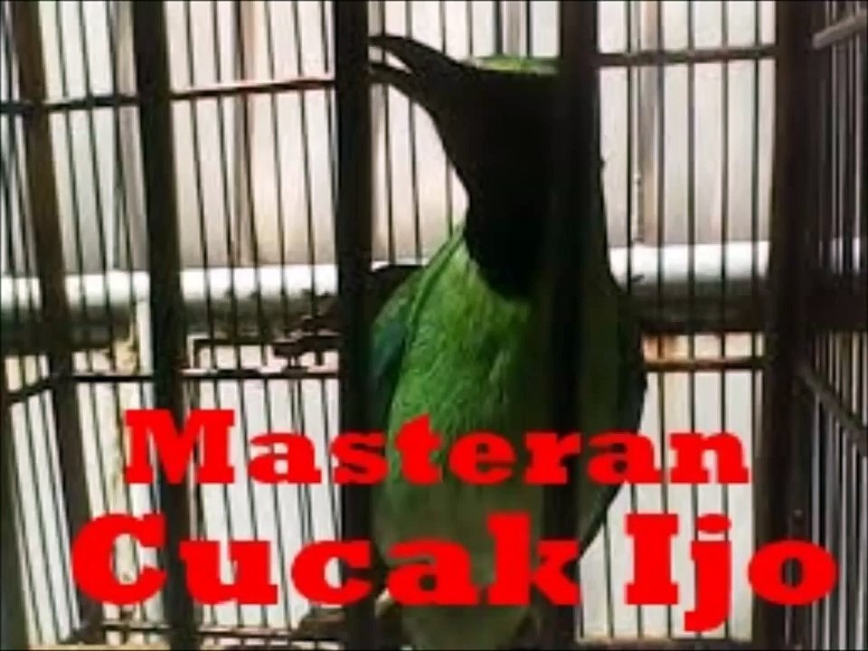 Masteran Cucok Ijo Full Tembakan | Cucak Ijo Gacor