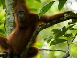 Chimpanzés, Gorilas e Orangotangos - Os 3 Grandes Primatas. The Primates.