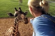 Hand feeding a Giraffe