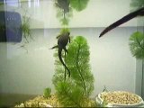 swiming newt