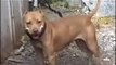 Documental American Pit Bull Terrier 