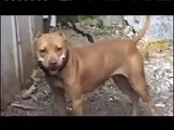 Documental American Pit Bull Terrier 