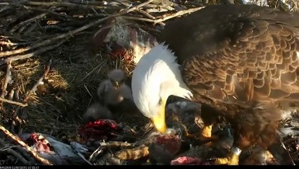MN DNR Eagles - Change and feeding  07.03.2015.  7:52
