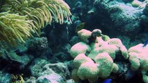 Looe Key Reef Resort Dive & Snorkel Center in Looe Key, Florida Keys - a Conch Records video
