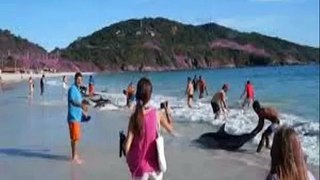 Amazing footage of people saving 30 dolphins stranded on beach